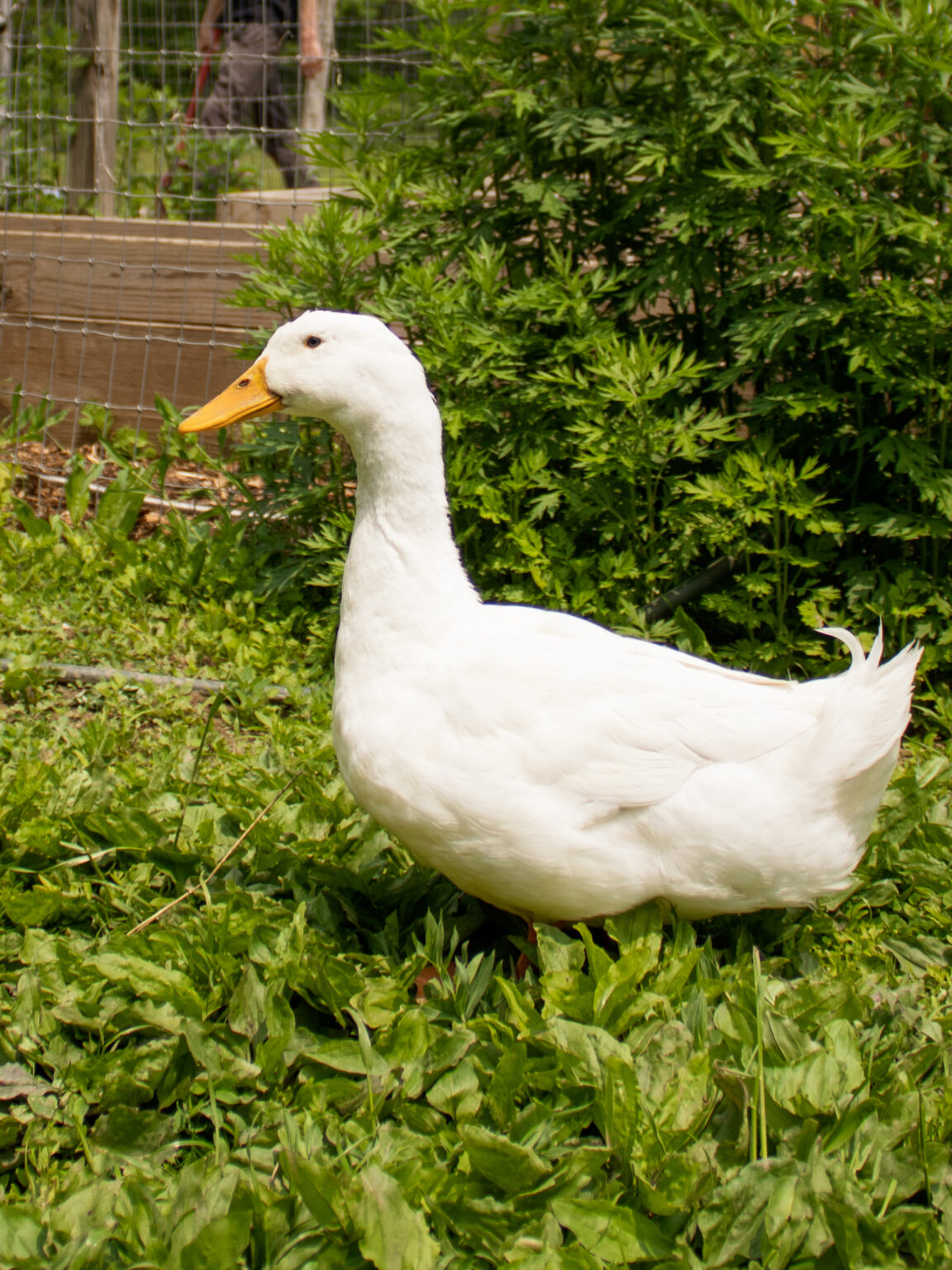 Ducks – Safe Haven Farm Sanctuary