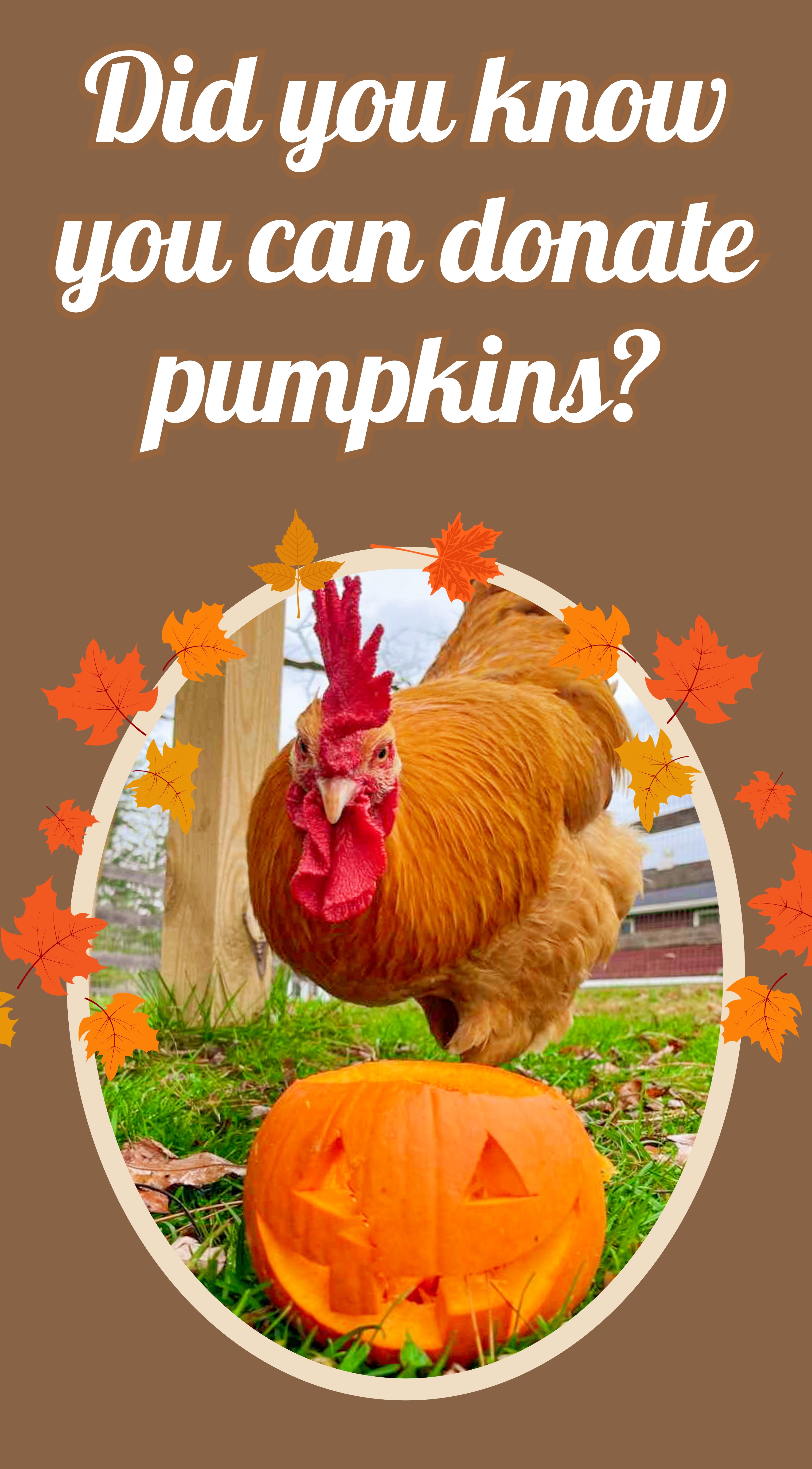 DonatePumpkinWebSite