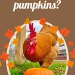 DonatePumpkinWebSiteResize