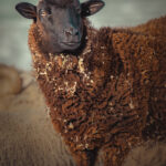 20241227-_DSC3123-Enhanced-NR-Edit-5