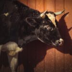 20241227-_DSC3811-Edit-2