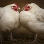 20250208-_DSC4626-Edit-Edit