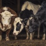 20250225-_DSC9547-Edit-Edit-Edit-2