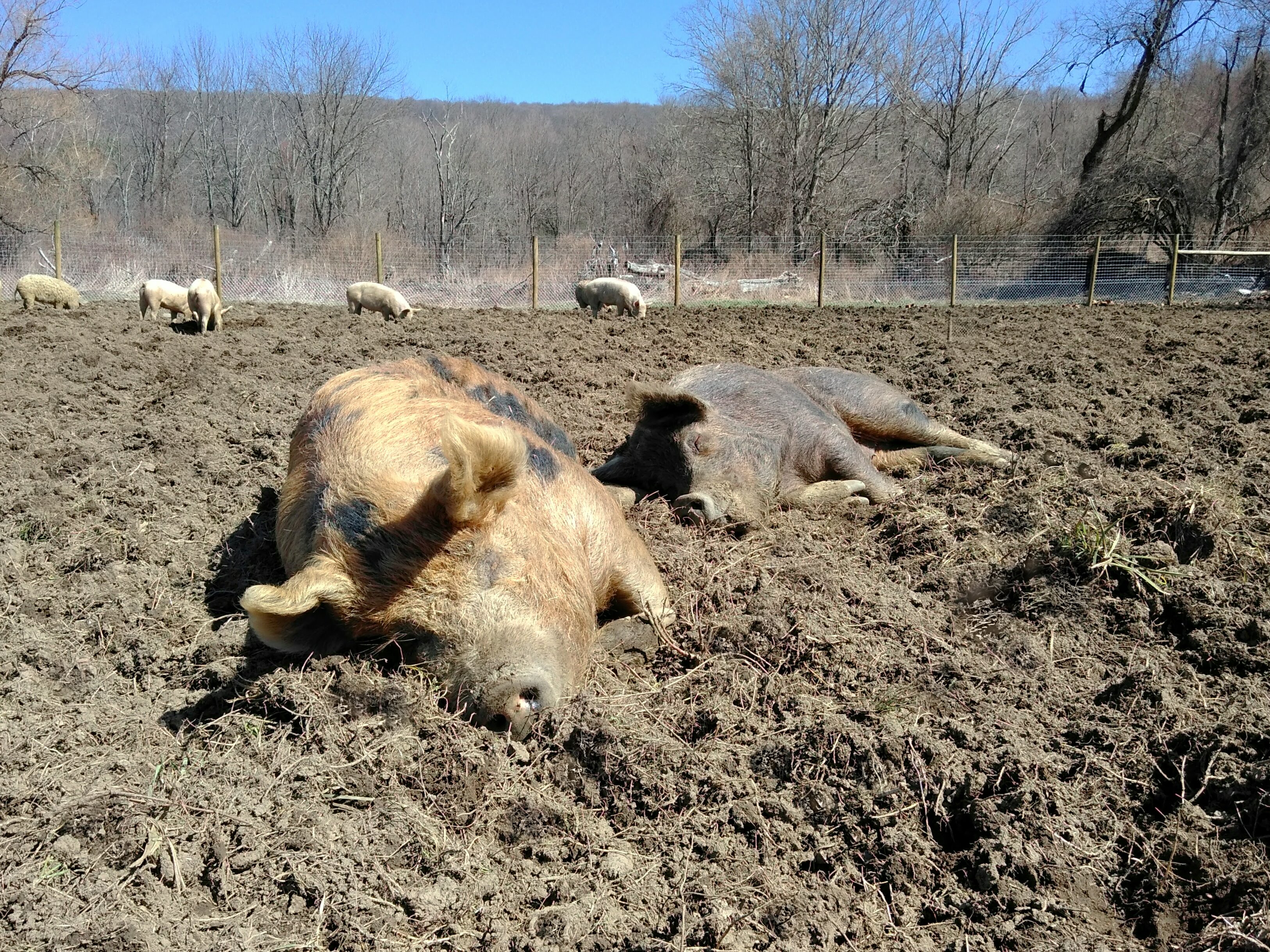 IMG_20210401_120431-Copy