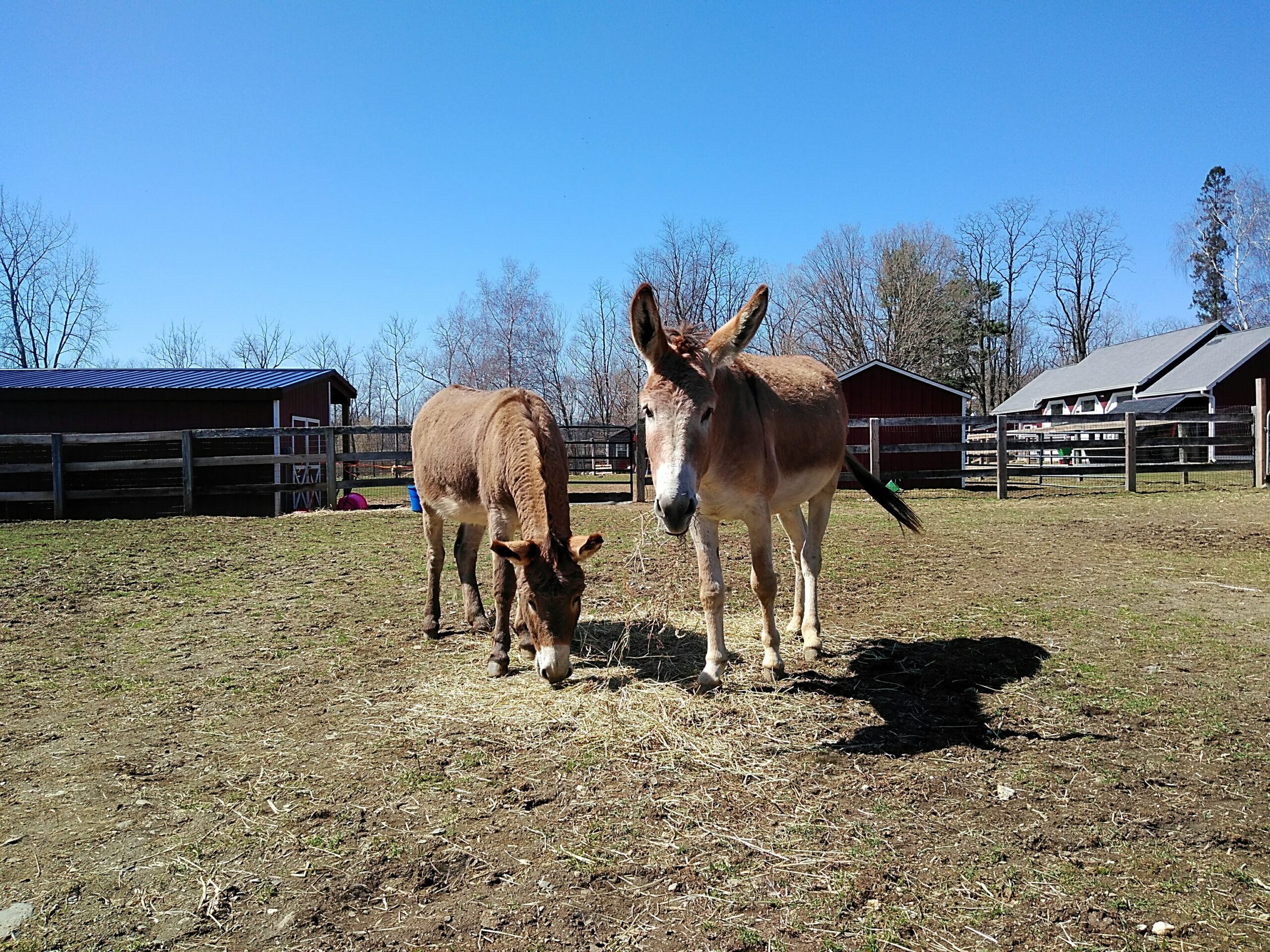 IMG_20210401_131429-Copy